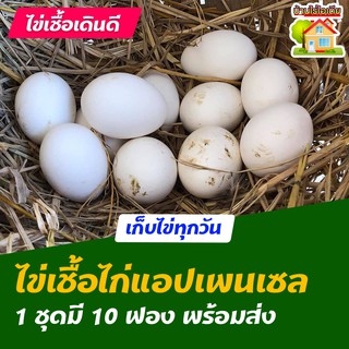 ไข่เชื้อไก่แอปเพนเซล สำหรับการฟัก 10 ฟอง