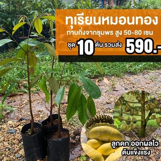 ทุเรียนหมอนทอง ชุด 10 ต้น