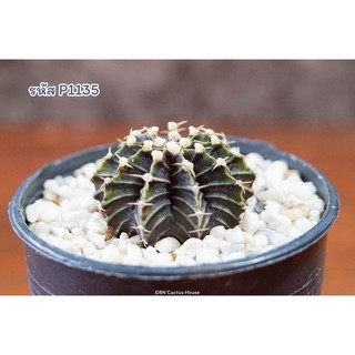 แคคตัส ยิมโนคาไลเซียม แอลบี ไฮบริด (Gymnocalycium LB Hybrid)