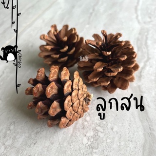 ของแทะเล่น ลูกสน บอลหวาย บอลหญ้า ใยบวบ เซตบอลรวม (สั่งซื้อขั้นต่ำ50.-รวมกับสินค้าอื่นๆได้)
