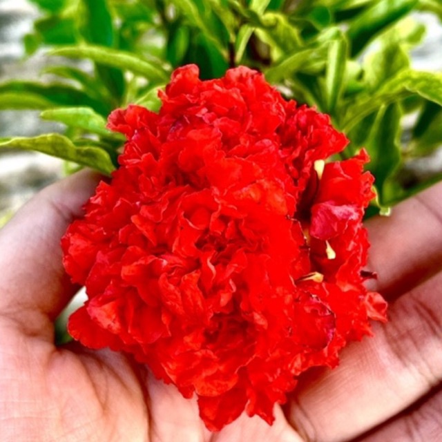 ต้นทับทิมดอกกุหลาบ 8นิ้ว สีเเดงกับสีขาว