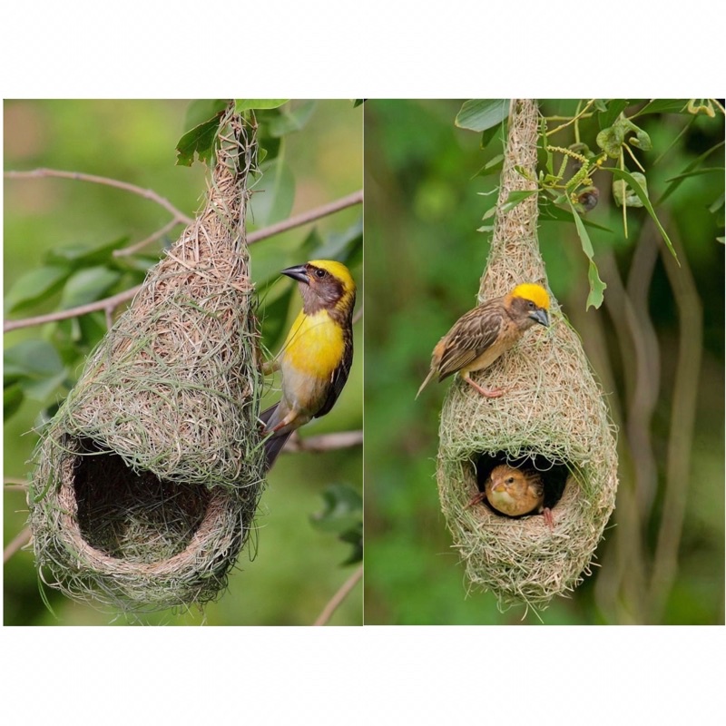 e090b4a588033bf9780d94bef599e750