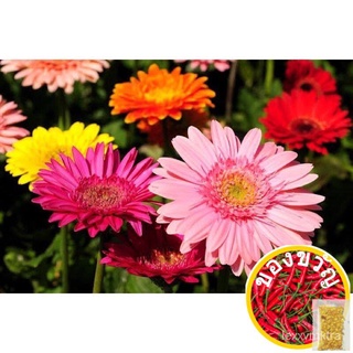 เมล็ดอวบอ้วนเมล็ดพันธุ์ ดอกเยอร์บีร่า คละสี (Gerbera Mix) บรรจุ 10 เมล็ดเมล็ดพันธุ์RoseGrassesculentumFlowerLycopersicon