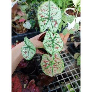 ต้นบอนสตรอเบอรี่สตาร์ Caladium Strawberry Star