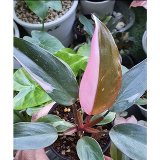 🌸พิงค์ปริ้นเซส เจ้าหญิงสีชมพู อัพเดทใหม่ Philodendron Pink Princess ไม้อนุบาล ไม้เนื้อเยื่อ เลือกต้นได้