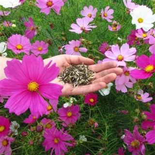 เมล็ดพันธุ์ ดาวกระจาย เซนเซชั่น คละสี ดอกคอสมอส (Sensation Cosmos Flower Seed) บรรจุ 200 เมล็ด