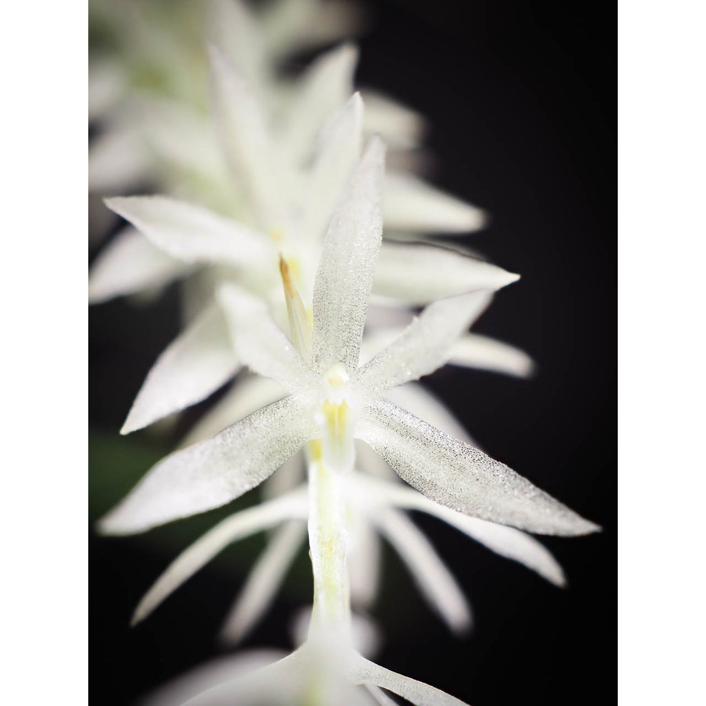 ลดราคา !!! กล้วยไม้หวายขาวดอกหอมมาก กล้วยไม้ป่า ดอกหอม Dendrochilum sp ​ มีรากติดทุกหน่อชุดละ 19 บาท