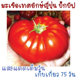 15 เมล็ด มะเขือเทศยักษ์ สายพันธุ์ญี่ปุ่น บิ๊กบีฟ big beef tomatoe