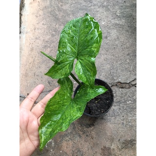 Syngonium Mojito  - เงินไหลมา โมจิโต้  กระถาง 5 นิ้ว ใบติดด่างทุกใบ‼️