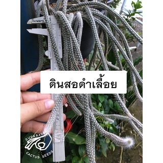 ของพร้อมส่ง🔥✅โครตฮิต✅🔥ดินสอดำเลื้อย ดินสอดำเส้น Echinocereus กระบองเพชร แคคตัส cactus กระบองเพชรเลื้อย ไม้เลื้อย
