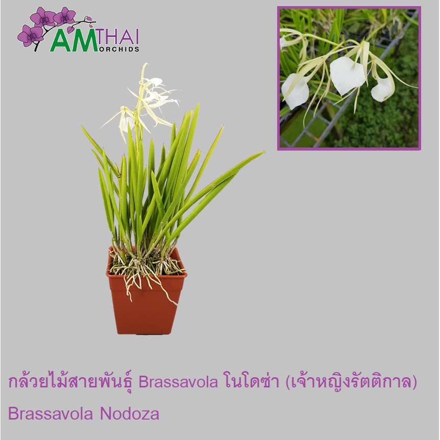 กล้วยไม้สายพันธุ์ เจ้าหญิงรัตติกาล 'brassavola nodoza' จำนวน 1 ต้น