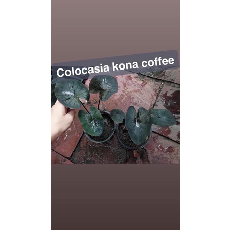 colocasia kona coffeeบอนหายาก