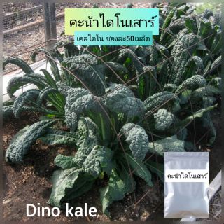 เมล็ดเคลคะน้าไดโนเสาร์50เมล็ด .kale dinoเมล็ดพันธุ์ดีปลูกง่ายงอกไวปลูกในกระถางได้ทานสด