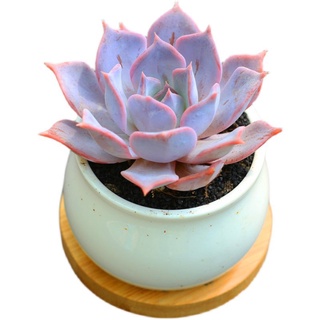 ฉ่ำรวมกันกระถางป้องกันรังสีพืชสีเขียวดอกงอก Succulent combination potted radiation protection green plant flower sprout