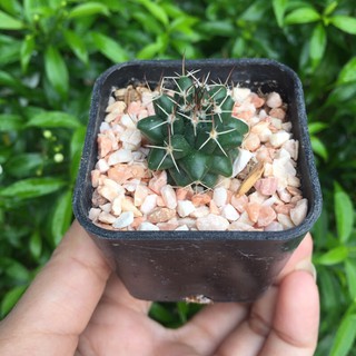 แมมหนามทุเรียน Mammillaria bucareliensis Mammillaria Compressa แมมคอมเพรสซ่า แคคตัส กระบองเพชร