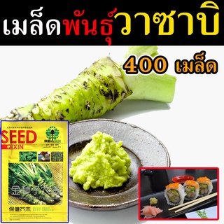 ✨พร้อมส่ง✨ เมล็ดวาซาบิ 400 เมล็ด เมล็ดพันธุ์ผัก เมล็ดพันธุ์ไม้ เมล็ดพันธุ์พืช เมล็ดพันธุ์แท้