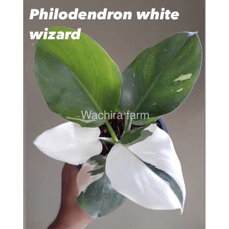 philodendron white wizard (ไวท์ วิสาจ) พ่อมดสีขาว คัดลายด่างสวยๆ กระถาง 3นิ้ว อายุ 2 เดือน