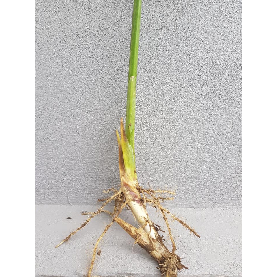 ต้นสาคูไทย สาคูวิลาส หน่อสาคู  ต้นละ 10 บาท ออเดอร์ละ 5 ต้น มีบริการเก็บเงินปลายทาง - รูปที่ 3