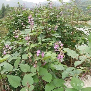 Benih Lentil Hijau(12 Seeds) / สีเขียว眉豆เมล็ด/ Green Eyebrow Bean Seeds手链/男装/玫瑰/种子/向日葵/儿童/头饰/花园/上衣/帽子/ GJKH