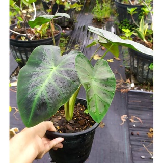 โคโลคาเซีย อโลฮ่า Colocasia Aloha รากทะลุ ในกระถาง8นิ้ว