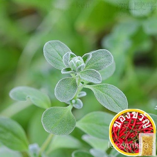 BUY ONE TAKE ONE! Marjoram Seeds for Planting (20 seeds) HERB内裤/手链/苹果/种子/花园/男装/香菜/园艺/儿童/鲜花/ ZKGP