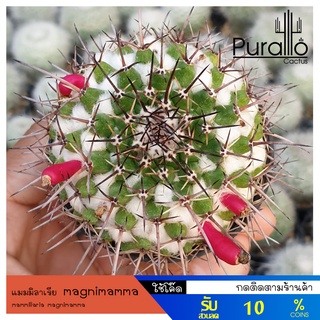 ต้นกระบองเพชร แมมมิลาเรีย magnimamma #แมมมิลาเรีย #mammillaria #cactus #แคคตัส