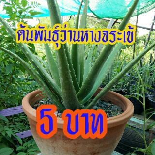 🌲ต้นพันธุ์ว่านหางจระเข้🌲ก้านใหญ่ เปลือกบาง เนื้อเยอะ 🍀ชุด 5 ต้นนะคะ