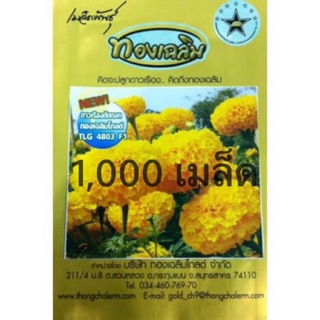 1,000เมล็ด สีเหลืองทอง ทองเฉลิม โกลด์ ดาวเรืองตัดดอก TLG 4803 F1