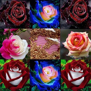 เมล็ดพันธุ์ ดอกกุหลาบ สีคละสี พันธุ์ดอกใหญ่ นำเข้า Rose Seeds 30 เมล็ด