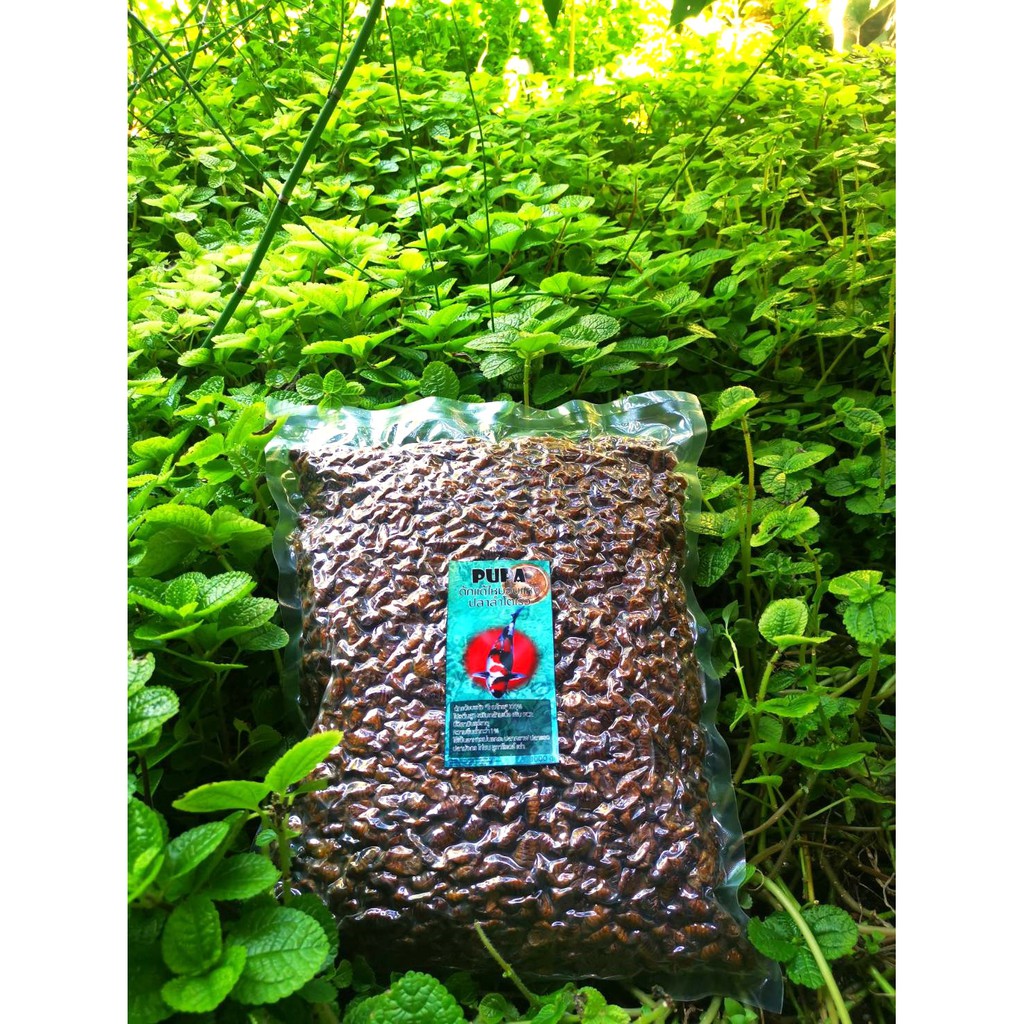 ดักแด้ อบแห้ง​1​กก.(1000กรัม) premium grade​ หนอนไหม ไทย100% เสริมกล้ามเนื้อ “เพราะแห้งมากจึงได้มากกว่า” koi food