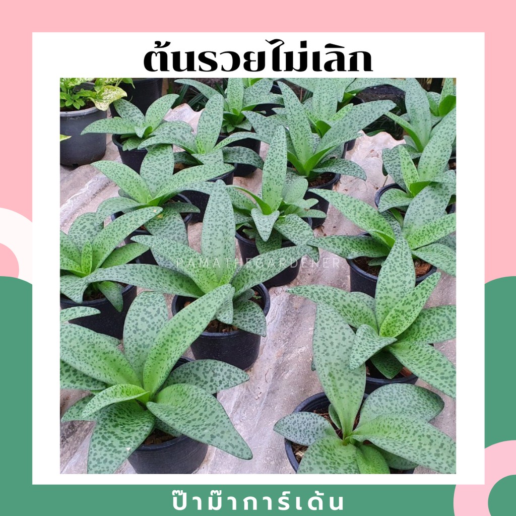 มุมมอง 2