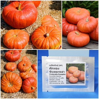 เมล็ดพันธุ์ ฟักทอง ซินเดอเรลล่า (Cinderella Pumpkin Seed) บรรจุ 10 เมล็ด คุณภาพดี ราคาถูก ของแท้ 100%