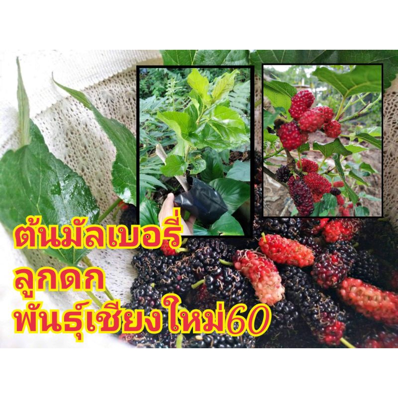 ต้นมัลเบอรี่/ต้นหม่อนพันธุ์เชียงใหม่60กิ่งท่อนละ5บาทบาท
