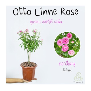 Otto Linne Rose (กุหลาบ ออตโต้ เลนิน) ต้นใหญ่ ถุง 8 นิ้ว / สูง 60-70 ซม. / ไม้ประดับ ไม้ดอก (ต้นไม้)