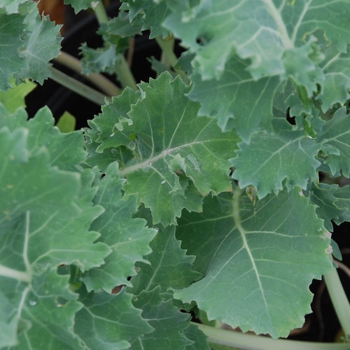 ต้นกล้าเคลไซบีเรียน -Siberian Kale ใบมีขนาดใหญ่ปลูกง่าย โตไวมาก รสออกหวานๆ  ต้นเตี้ย ใบเรียบ ขอบใบหย