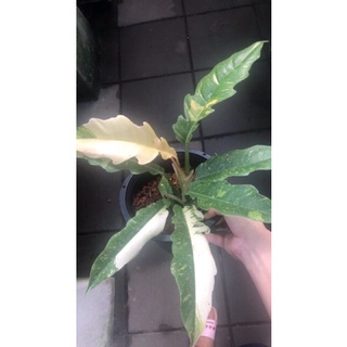 Philodendron Ring of Fire