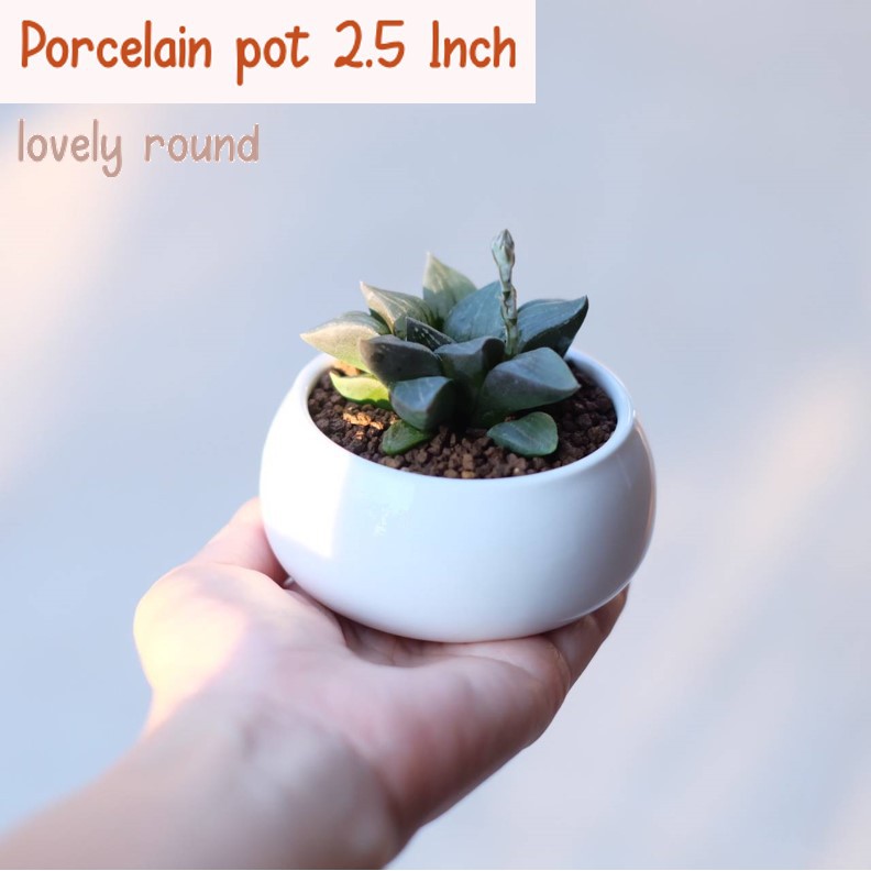 SH25 (พร้อมส่ง) Porcelain pot 2.5" : lovely round กระถางแคคตัสสวยๆ