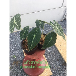 แก้วสารพัดนึก Alocasia Polly ไม้มลคลประจำวันพฤหัส กระถาง 6นิ้ว