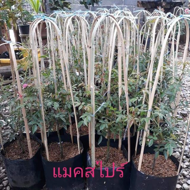 กุหลาบเลื้อยแมคสไปร์