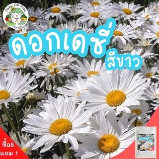 เมล็ดพันธุ์ รวมชุด ดอกไม้ ปลูกง่าย ดอกสวย ทานตะวันแคระ/เดซี่ขาว/คาโมมายล์/บานชื่น/กุหลาบเลื้อย/ฟอร์เก็ตมีน็อต ราคาถูก