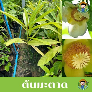 ต้นมะตาด แอปเปิ้ลมอญ ไม้หายาก สูง 50-70 เซนติเมตร