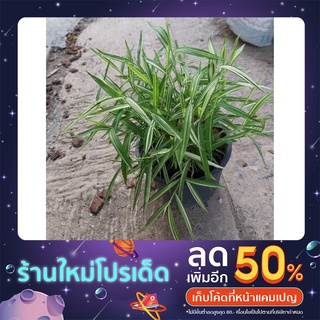 ไผ่เงิน หรือไผ่แมวส่งพร้อมกะถาง5.5นิ้ว