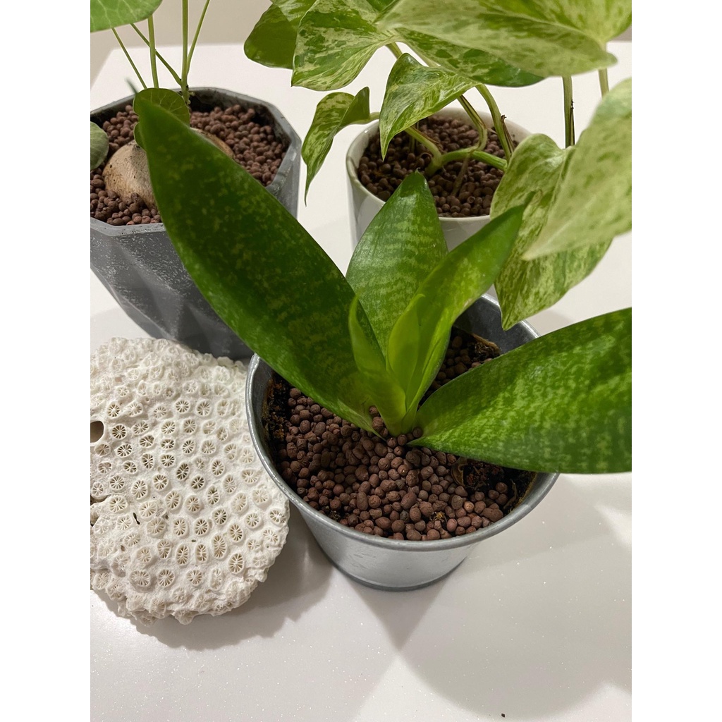 ป๊อปเปอร์ดินเผา เม็ดเล็ก(ไซส์ S) สำหรับคลุมดินเก็บความชื้นให้ต้นไม้ 1ถุง ขนาด1ลิตร ผลิตจากดินเหนียวธรรมชาติ - รูปที่ 7