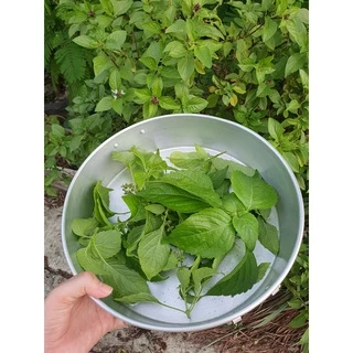 ยี่หร่า โหระพาช้าง กะเพาควาย ตัวเลือสูงสุด เมล็ดพันธุ์ 120 เมล็ด [10 แถม 1 คละได้]