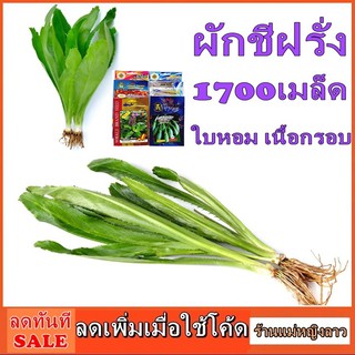 ผักชีฝรั่ง 1700 เมล็ด พันธ์ุ ปลูกง่าย ใบหอมใหญ่ รสชาติดี โตเร็ว ซองดั้งเดิม สลัด ผักสวนครัว ซอง ใส่ น้ำพริก 96