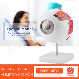 [Seller Recommend] Magnification Teaching Anatomy 6X Study for Eye Model Human Removable Eyeball DOIE