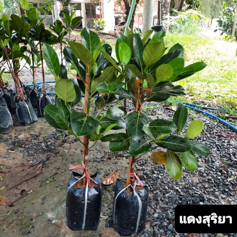 #ลูกค้าซื้อ2คุ้มกว่า
#ขนุนแดงสุริยา
#ขนุนพันธุ์เบา
#ติดผลเร็ว
#รสชาติหวานหอม