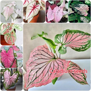 บอนสีพันหายาก 100เมล็ด Caladium Seeds บอนสีราชินีแห่งไม้ใบ Mixed Flower Colors ต้นไม้มงคล บอนสีแปลกๆ หัวบอนสีชายชล บอนสี