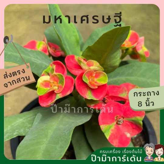 มุมมอง 2