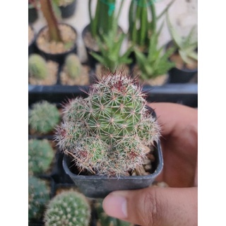 แมมหนามตะขอแดง Mammillaria Beneckei 🌵🪝🔴🪝🌵